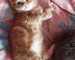 Кошки в Енисейске: Котята, 1 950 руб. - фото 5