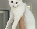 Кошки в Москве: Котенок Вайт в добрые руки Мальчик, 10 руб. - фото 1