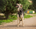 Собаки в Москве: Мальчик из приюта Боцман, добряк в дом Мальчик, 10 руб. - фото 9
