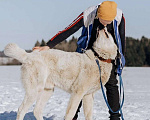 Собаки в Москве: Белый алабай Барни в дар Мальчик, Бесплатно - фото 2