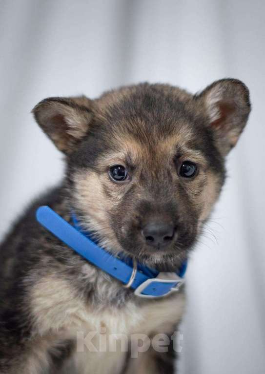 Собаки в Ногинске: Щенок мальчик в добрые руки Мальчик, Бесплатно - фото 2