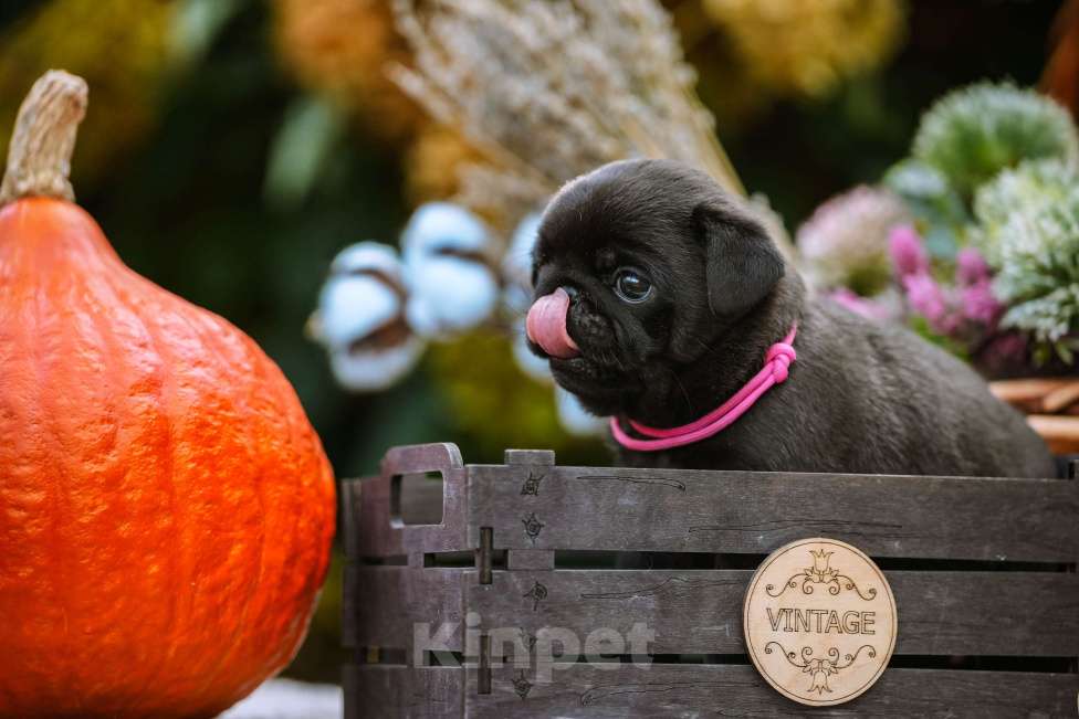 Собаки в Новосибирске: Мопс Сильвана Ветрокрылая Девочка, 60 000 руб. - фото 7