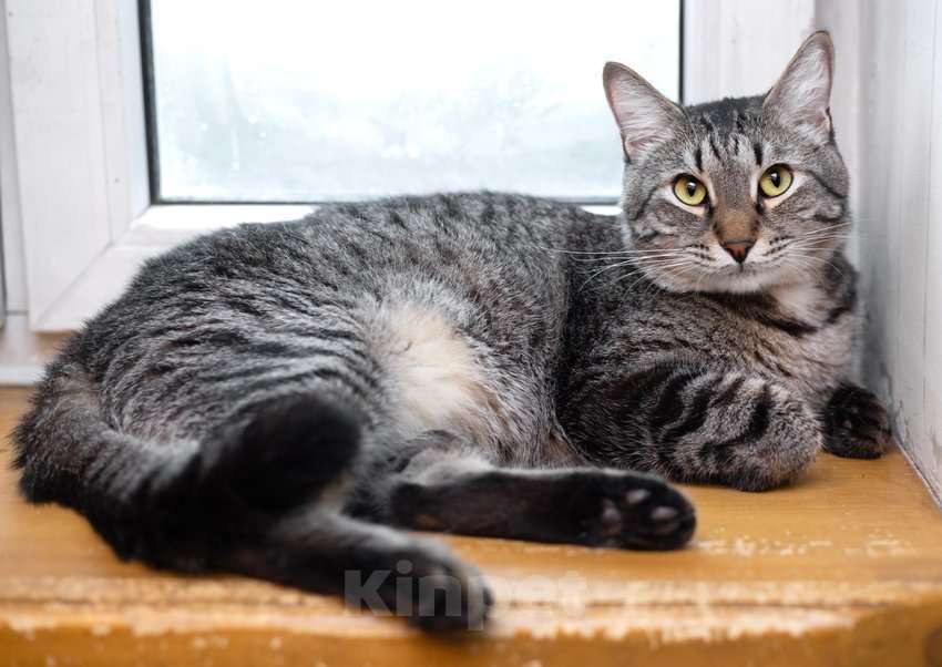 Кошки в Москве: Полосатый ласковый кот Шпрот в добрые руки Мальчик, 1 руб. - фото 2