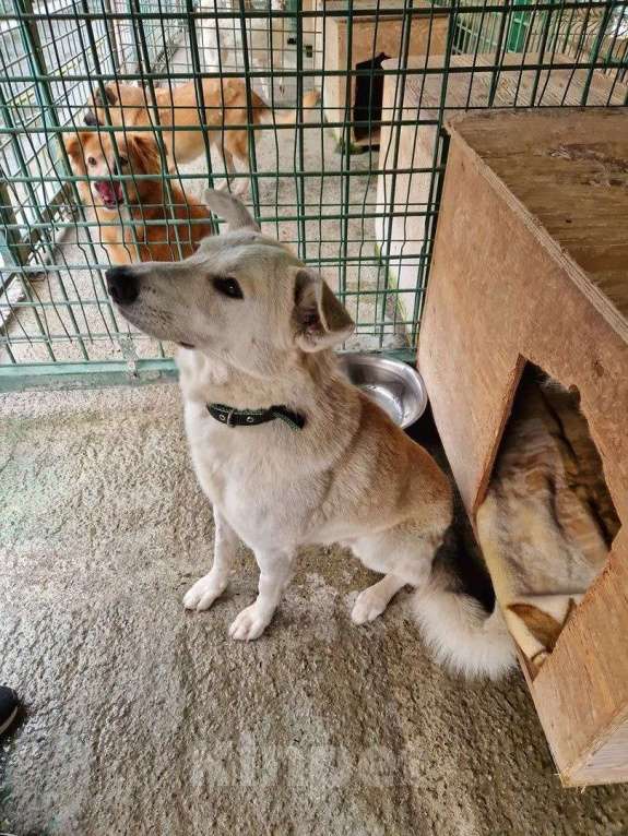 Собаки в других городах Краснодарского края: Беляш из приюта Поводог Сочи с возможностью отправки к Вам Мальчик, Бесплатно - фото 6