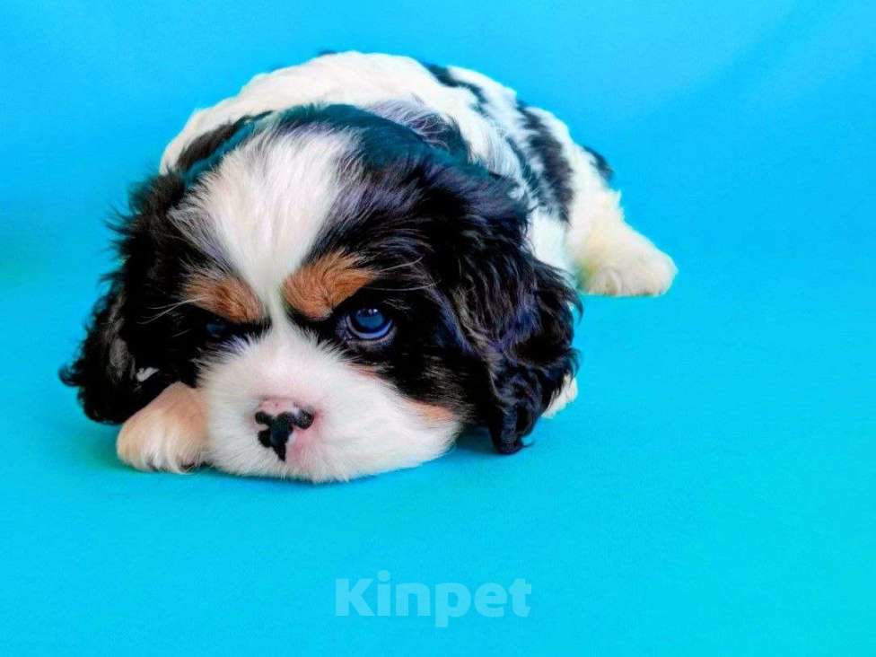 Собаки в других городах Московской области: Кобель кавалер кинг чарльз спаниель Мальчик, Бесплатно - фото 2