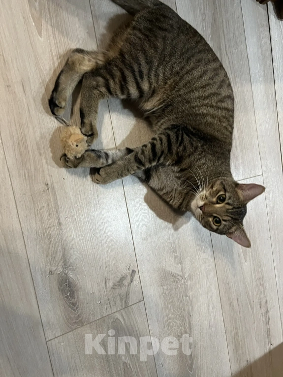 Кошки в Балашихе: срочно ищет дом кот Яшка Мальчик, Бесплатно - фото 2