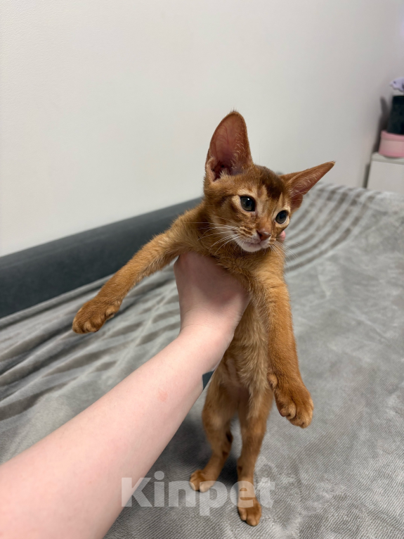 Кошки в других городах Московской области: 💥Продается котенок ( Окрaс сорpель ). Мальчик, 40 000 руб. - фото 1