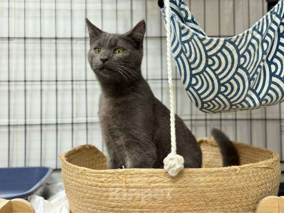 Кошки в Москве: Кот Василий ищет дом Мальчик, Бесплатно - фото 3