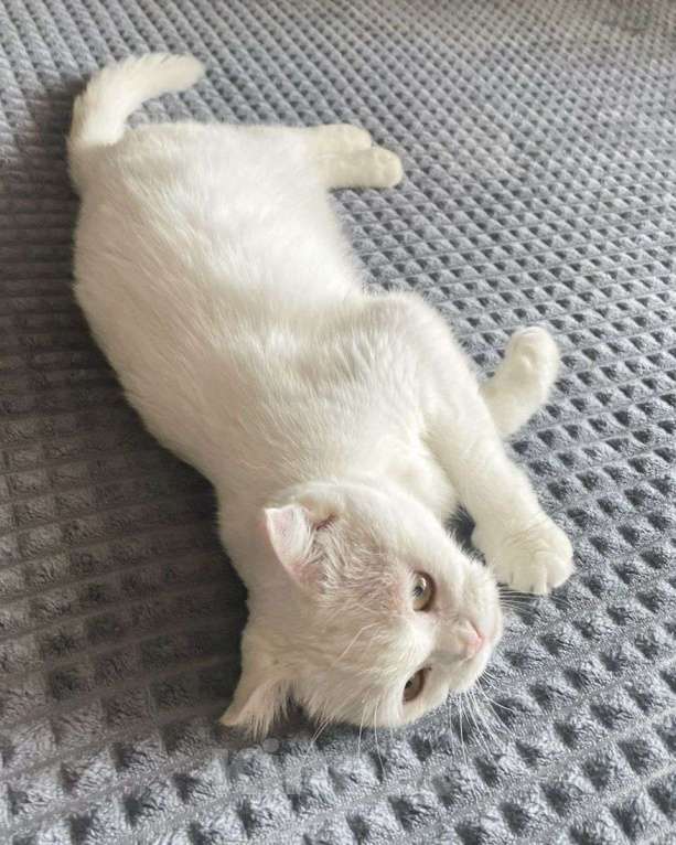 Кошки в Москве: Безответственные люди выкинули кошечку. Срочный поиск дома! Девочка, Бесплатно - фото 3