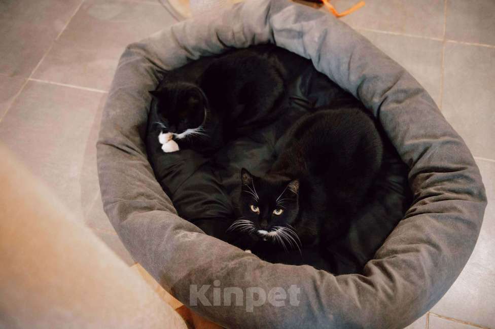 Кошки в других городах Московской области: Урфин ждем именно вас! Мальчик, Бесплатно - фото 3