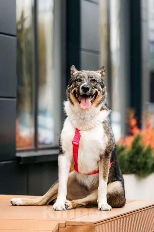 Собаки в Москве: Ураган Маруф в поисках своего человека! Девочка, Бесплатно - фото 5