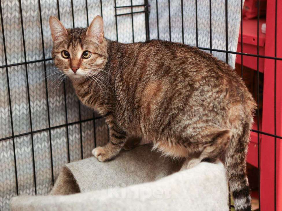 Кошки в Москве: Косоглазенькая Совушка Девочка, Бесплатно - фото 2