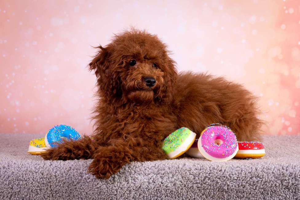 Собаки в Балашихе: Алекс мальчик той-пудель Тедди Мальчик, 75 000 руб. - фото 5