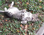 Кошки в Санкт-Петербурге: Бывшедомашний кот ищет дом! Мальчик, Бесплатно - фото 3