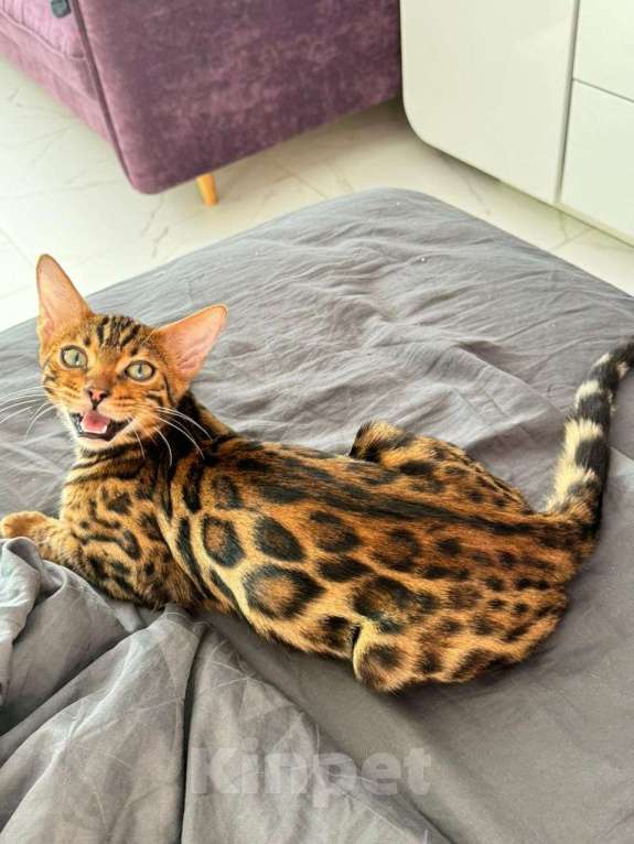 Кошки в Наро-Фоминске: Бенгальский кот . Вязка  Мальчик, 10 000 руб. - фото 5