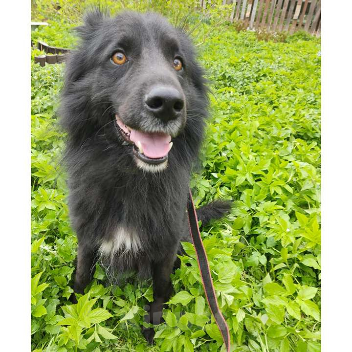 Собаки в Москве: Шикарный пёс ДЖИМ ищет семью Мальчик, 12 руб. - фото 3