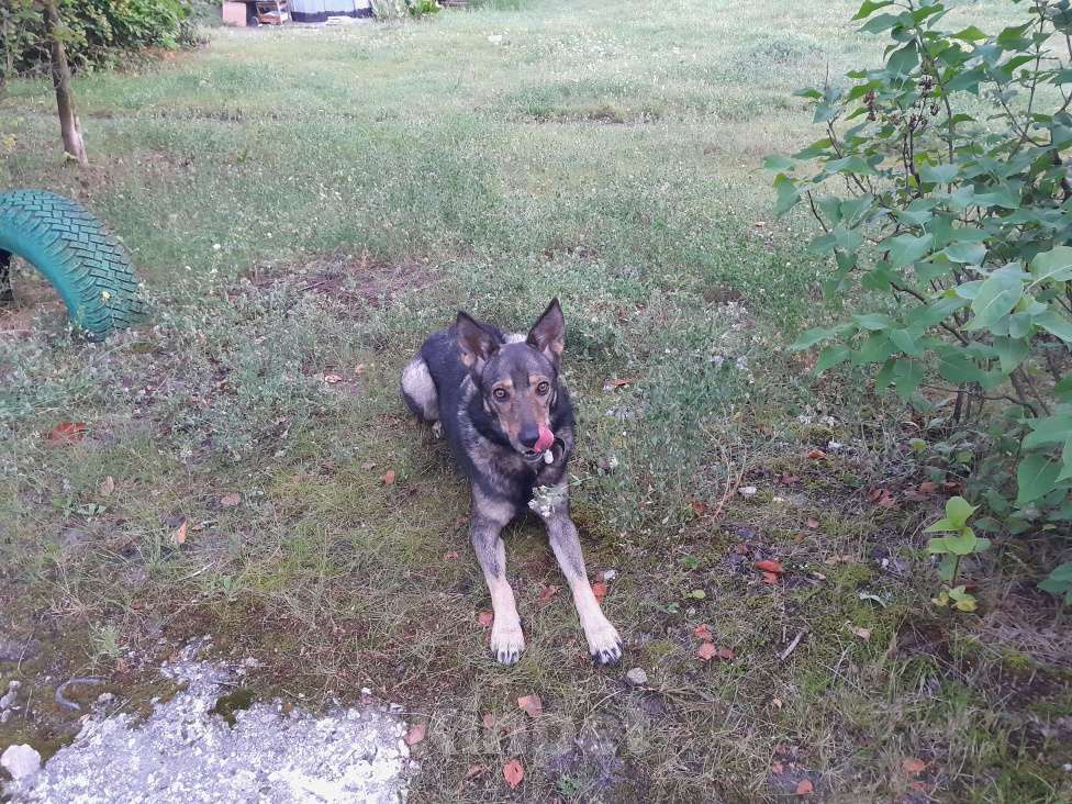 Собаки в Брянске: Ищу доброго хозяина для Нино. Девочка, Бесплатно - фото 2