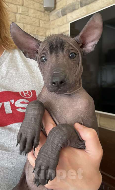 Собаки в Москве: Мексиканская голая собака среднего размера  Мальчик, 80 000 руб. - фото 3