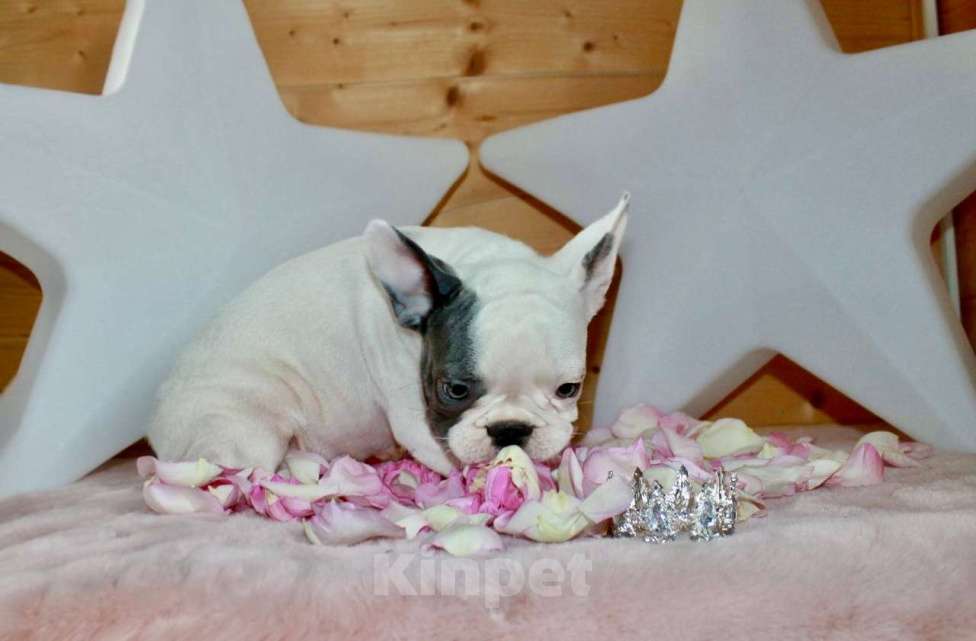 Собаки в Москве: Французские бульдоги Девочка, 100 000 руб. - фото 3