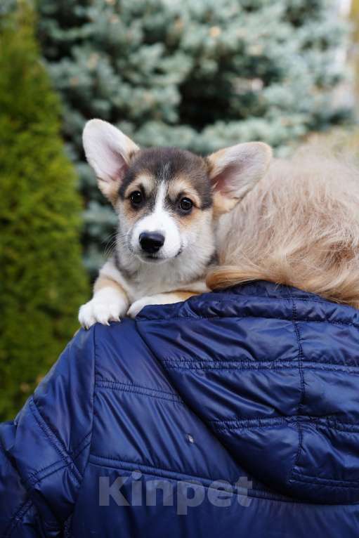 Собаки в других городах Челябинской области: Продам Мальчик, Бесплатно - фото 5