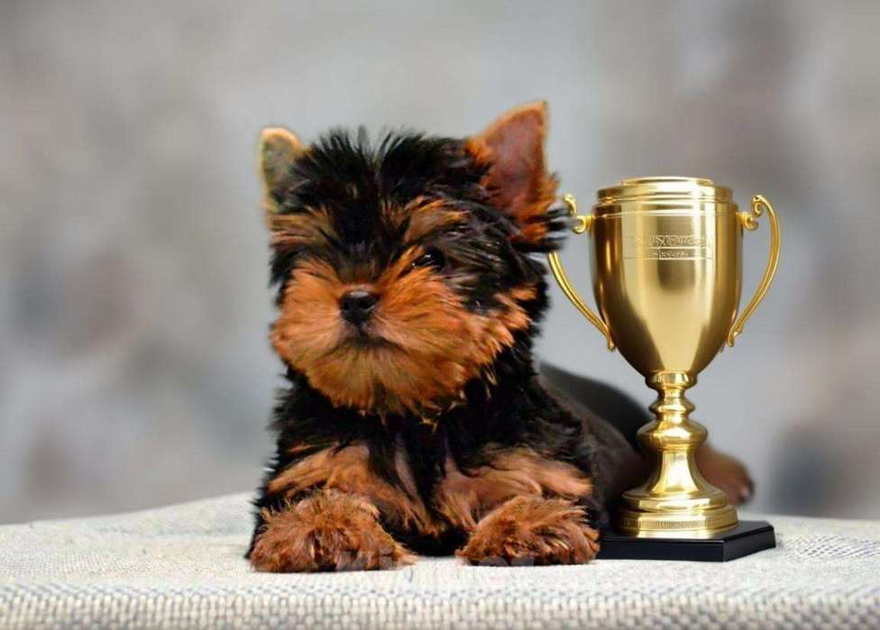 Собаки в Иркутске: Щенки йоркширского терьера Мальчик, 75 000 руб. - фото 3