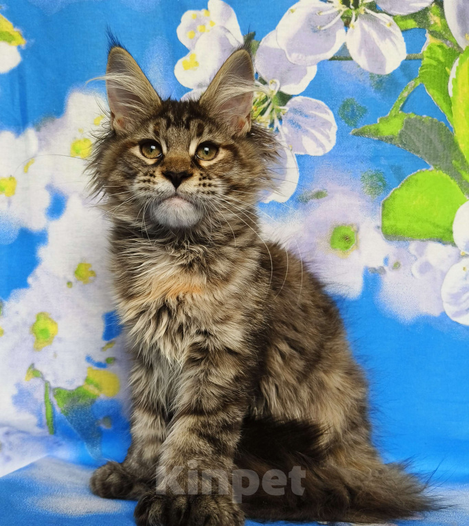 Кошки в Москве: Котёнок Мейн-Кун Полидакт. Девочка Девочка, 100 000 руб. - фото 7