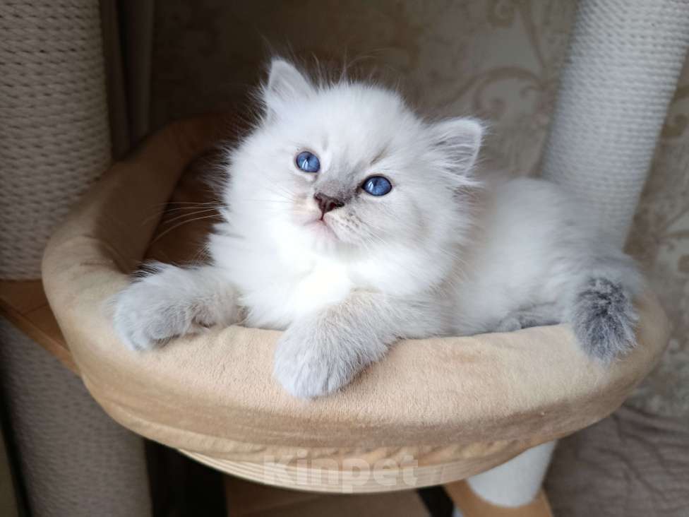 Кошки в Москве: Невская маскарадная Девочка, Бесплатно - фото 1