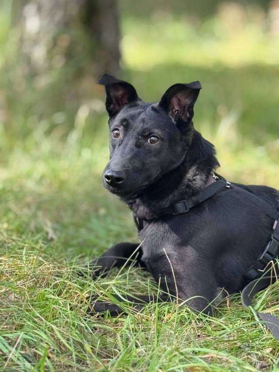 Собаки в Москве: Щенок Кэрри Девочка, Бесплатно - фото 4