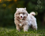 Собаки в Ярославле: Кобель шпиц мраморного окраса Мальчик, 40 000 руб. - фото 1