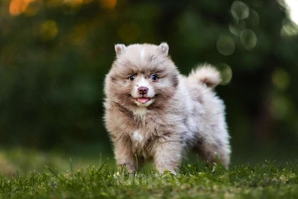 Собаки в Ярославле: Кобель шпиц мраморного окраса Мальчик, 40 000 руб. - фото 1