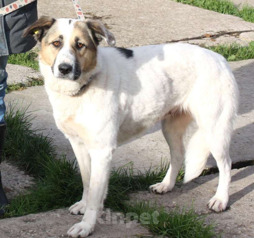 Собаки в Москве: Большая, добрая собака Жасмин в поиске любящей семьи Девочка, Бесплатно - фото 1