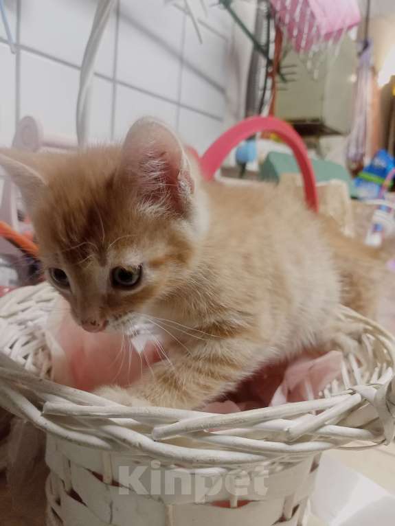 Кошки в Санкт-Петербурге: Монастырский котенок Мальчик, Бесплатно - фото 3