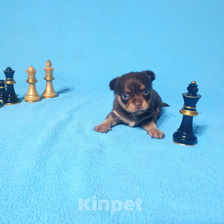 Собаки в Москве: Чихуахуа щенки  Мальчик, Бесплатно - фото 6