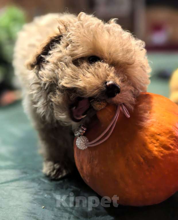 Собаки в Чехове: Продаем Мальтипу f1b Девочка, 80 000 руб. - фото 2