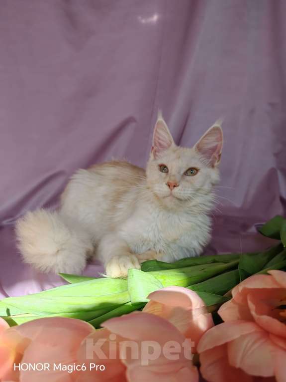 Кошки в Воронеже: Девочка мейн кун Девочка, 30 000 руб. - фото 4