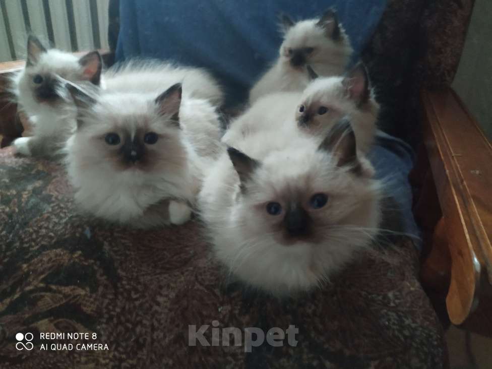 Кошки в Барнауле: Продажа котят породы Регдолл Мальчик, 40 000 руб. - фото 7