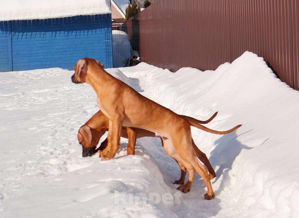 Собаки в Москве: Мальчик Родезийского Риджбека Мальчик, Бесплатно - фото 4