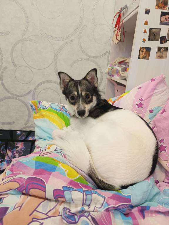 Собаки в Липецке: Девочка в квартиру Девочка, Бесплатно - фото 3