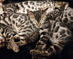 Кошки в Санкт-Петербурге: Бенгальский котенок,мальчик 2 мес Мальчик, 25 000 руб. - фото 3