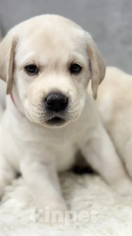 Собаки в Иркутске: ЩЕНКИ ЛАБРАДОРА РЕТРИВЕРА Разнополые, 60 000 руб. - фото 3