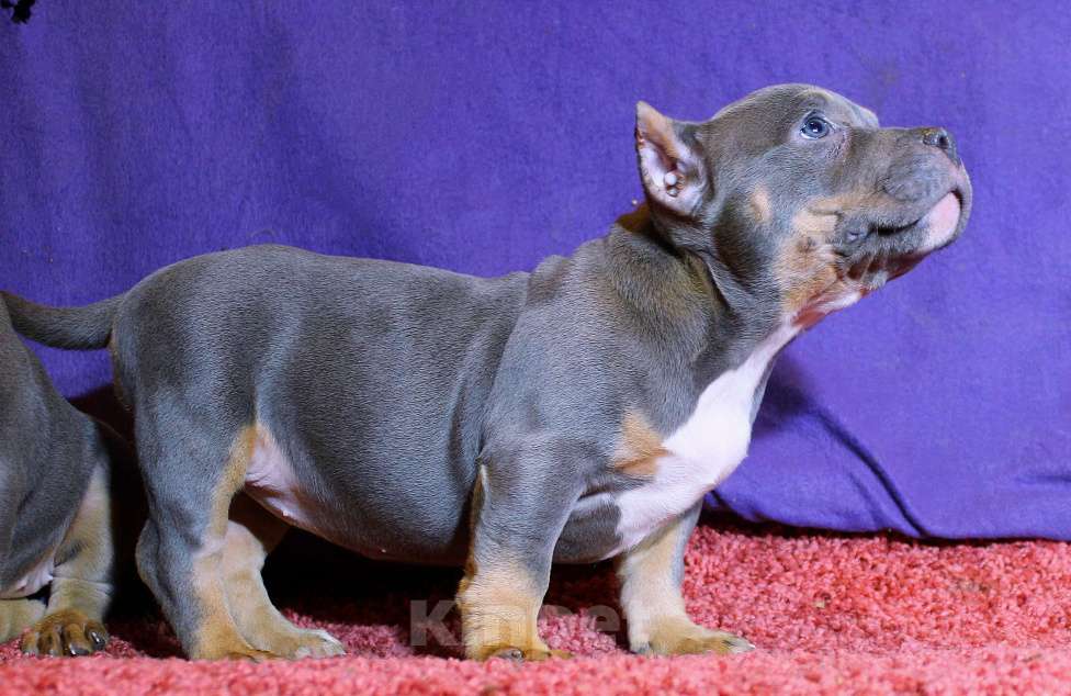 Собаки в других городах Ярославской области: Девочка булли с сёстрами Девочка, 90 000 руб. - фото 8