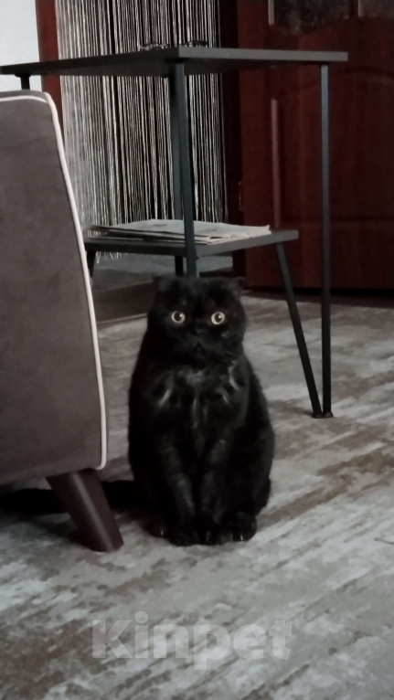 Кошки в Жигулевске: Нужен котик.Предложите котика,фото как пример. Мальчик, Бесплатно - фото 1