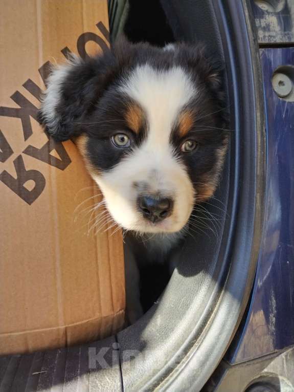 Собаки в Бикине: Аусси Мальчик, 50 000 руб. - фото 1