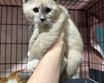 Кошки в Сосновом Бору: Котенок Мия Девочка, 3 500 руб. - фото 7