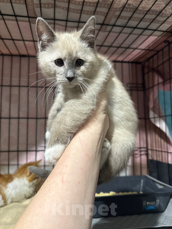 Кошки в Сосновом Бору: Котенок Мия Девочка, 3 500 руб. - фото 7