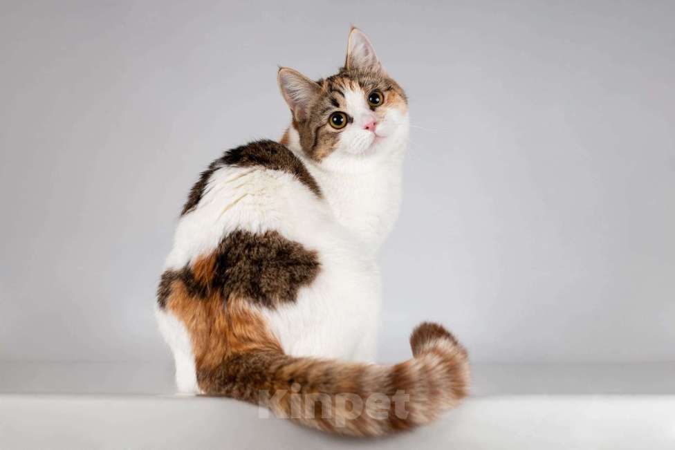 Кошки в Москве: Красавица Ника ищет семью. Девочка, Бесплатно - фото 2