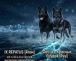 Собаки в Москве: щенки немецкой овчарки  Девочка, 50 000 руб. - фото 1