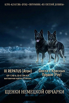 щенки немецкой овчарки 