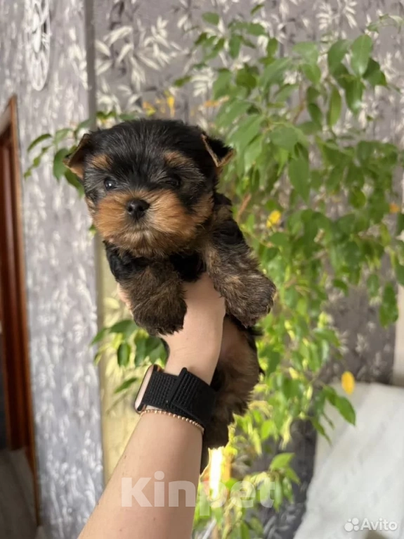 Собаки в Красноярске: Щенки йоркширского терьера Мальчик, 35 000 руб. - фото 3