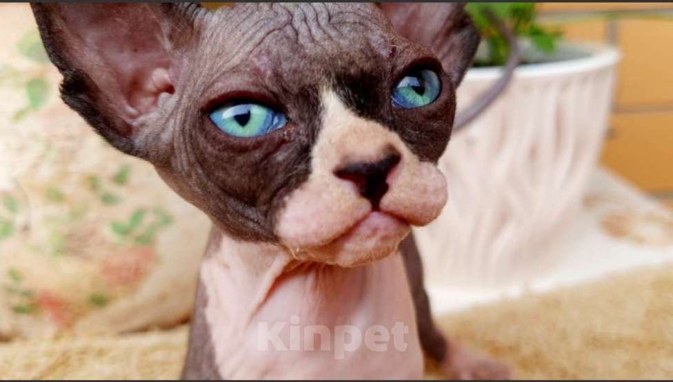 Кошки в Москве: Канадский сфинкс, двэльф , бамбино Мальчик, 15 000 руб. - фото 3